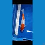 kohaku gin 33cm