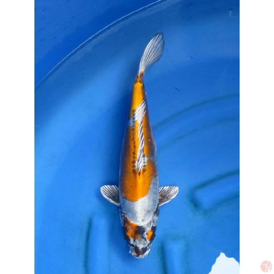 40cm , Benikinkoryu