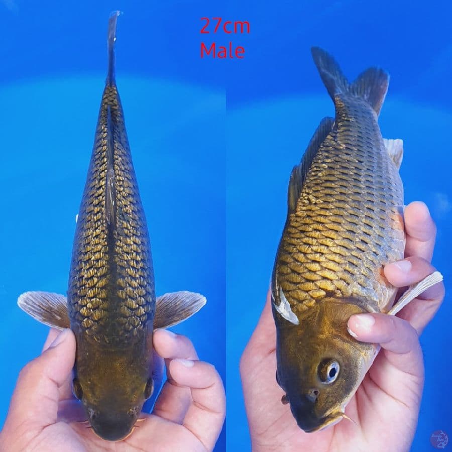 Midori bulky 27cm