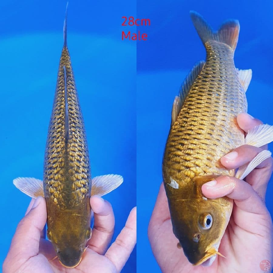 Midori bulky 28cm