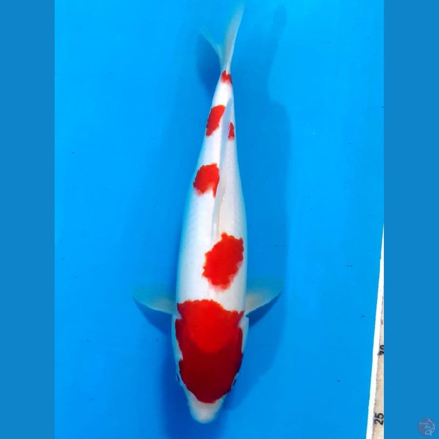 kuhaku
