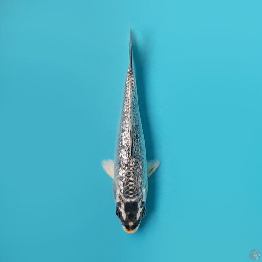 GINRIN MATSUBA MARUHIRO 12 Cm