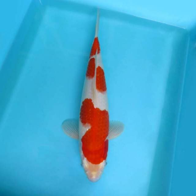KENZO ~ KOHAKU 3 STEPS,-