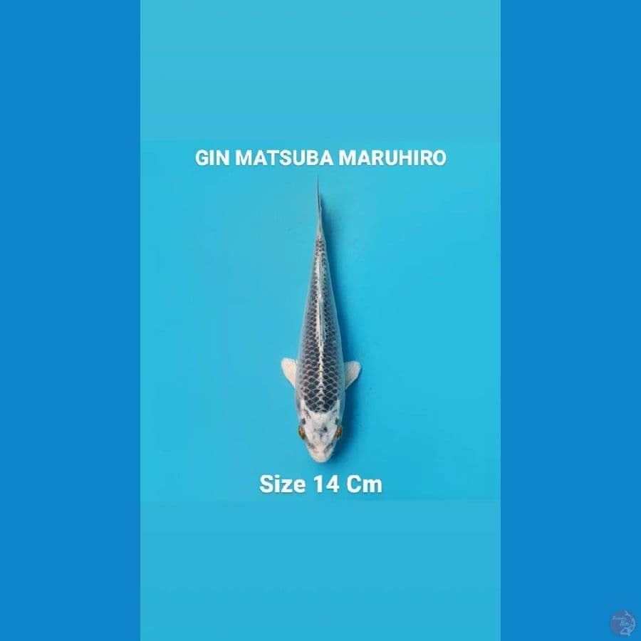 GIN MATSUBA MARUHIRO 14 Cm