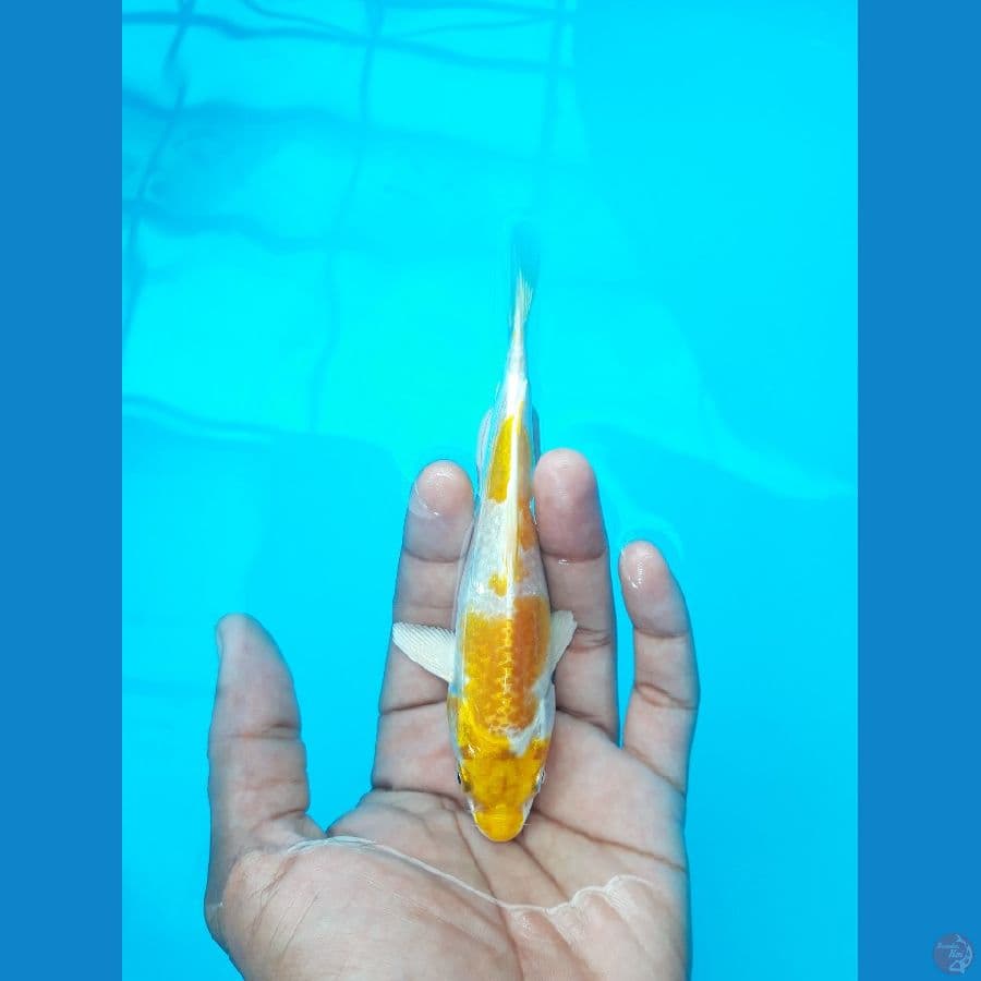 Hariwake Bahan Keep Joss 14cm