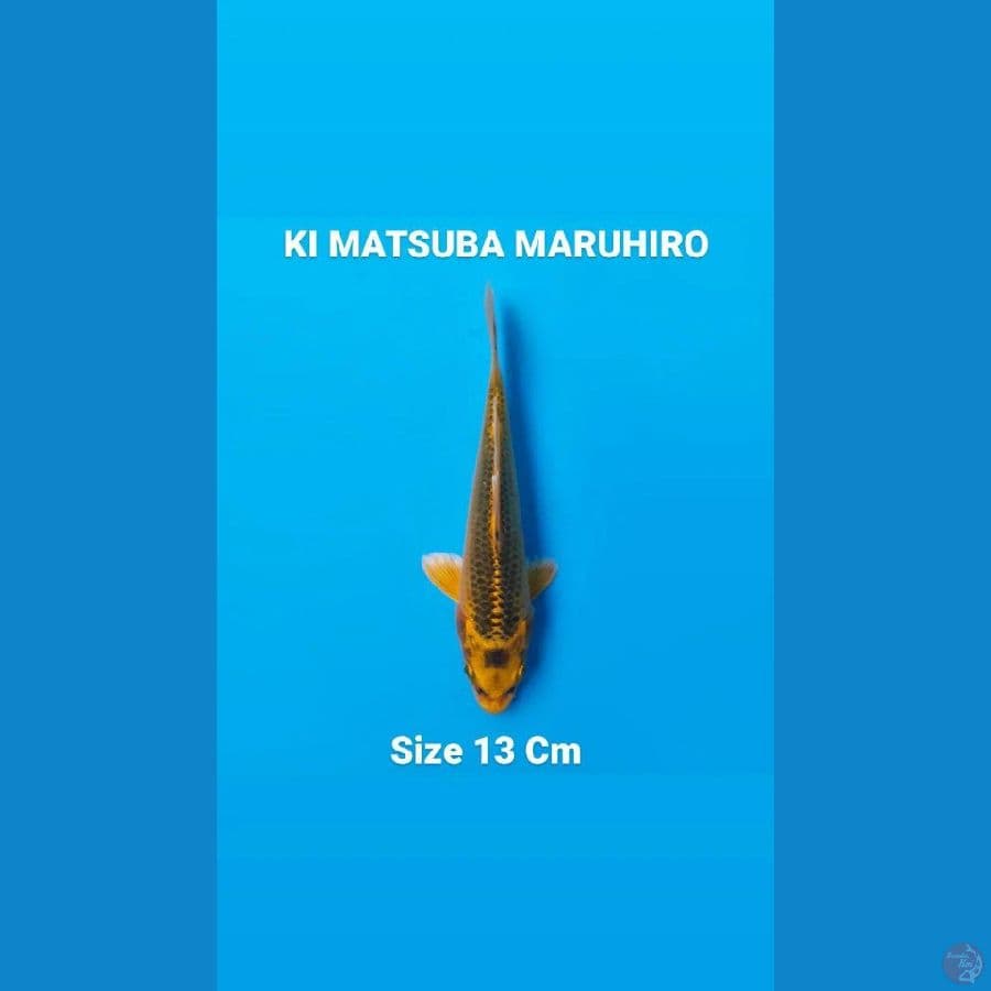 KI MATSUBA MARUHIRO 13 Cm