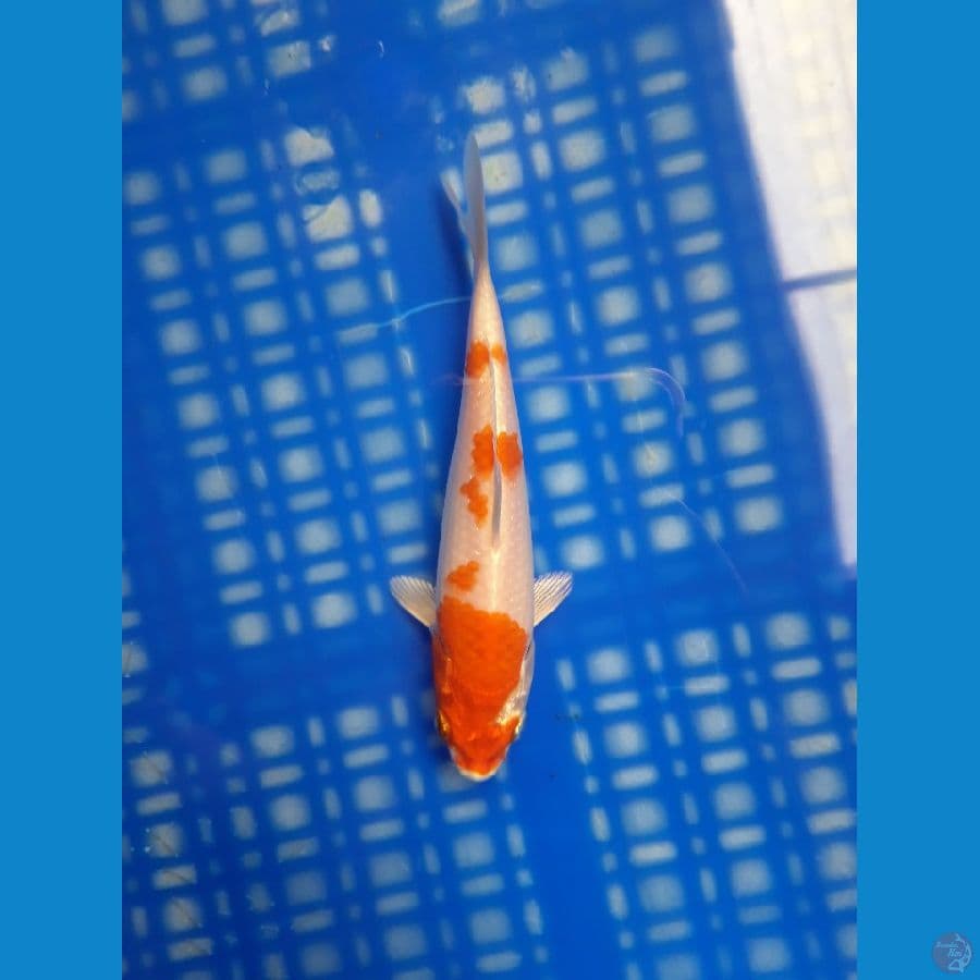 Kohaku Hikari Bahan Keep 16cm