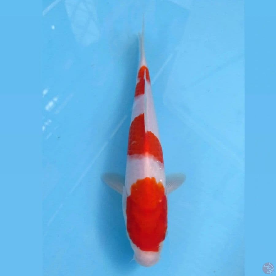 kohaku, 23 cm