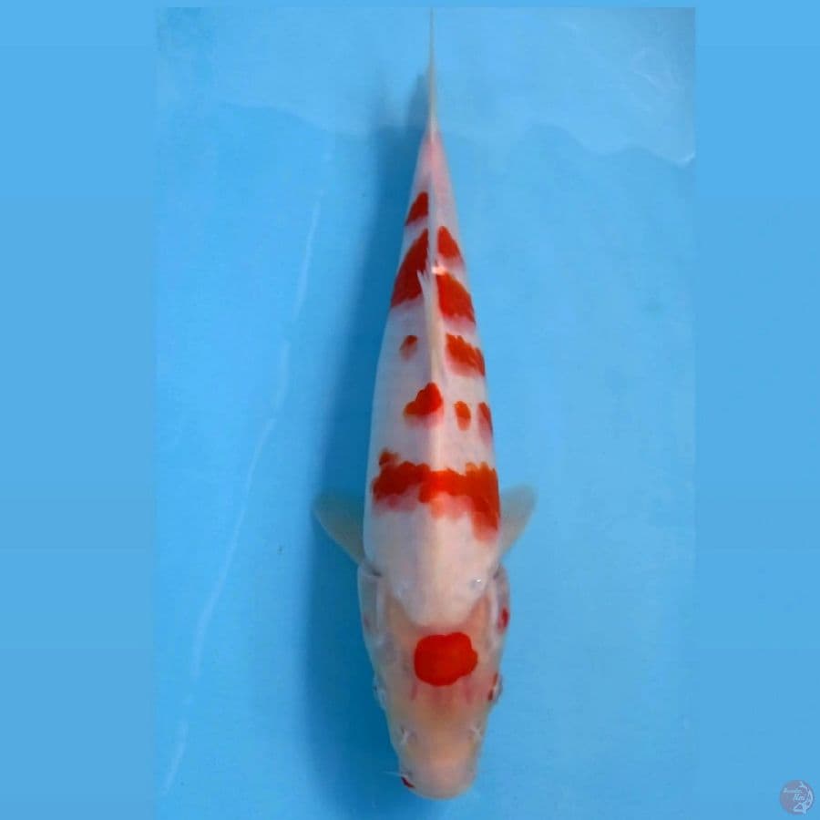 kohaku, 30 cm