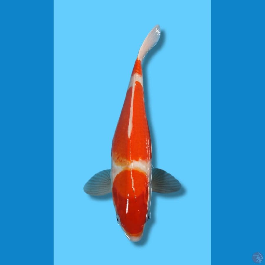 KOHAKU 3STEP BODY TORPEDO JANTAN 35CM