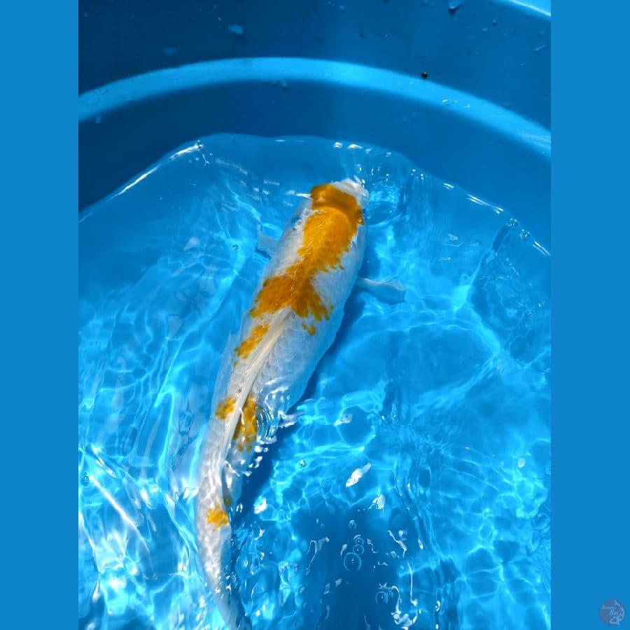 hariwake 37cm