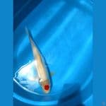 tancho ori 39cm