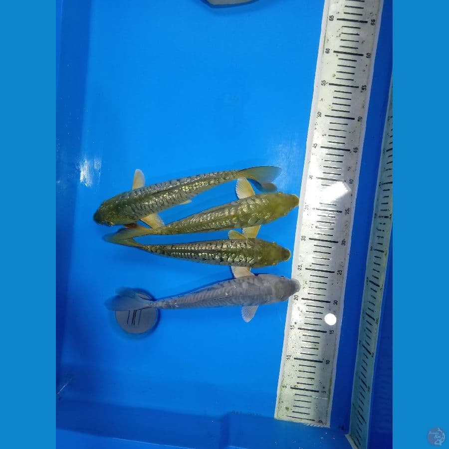 penjinak kolam 4.pcs..29.Cm