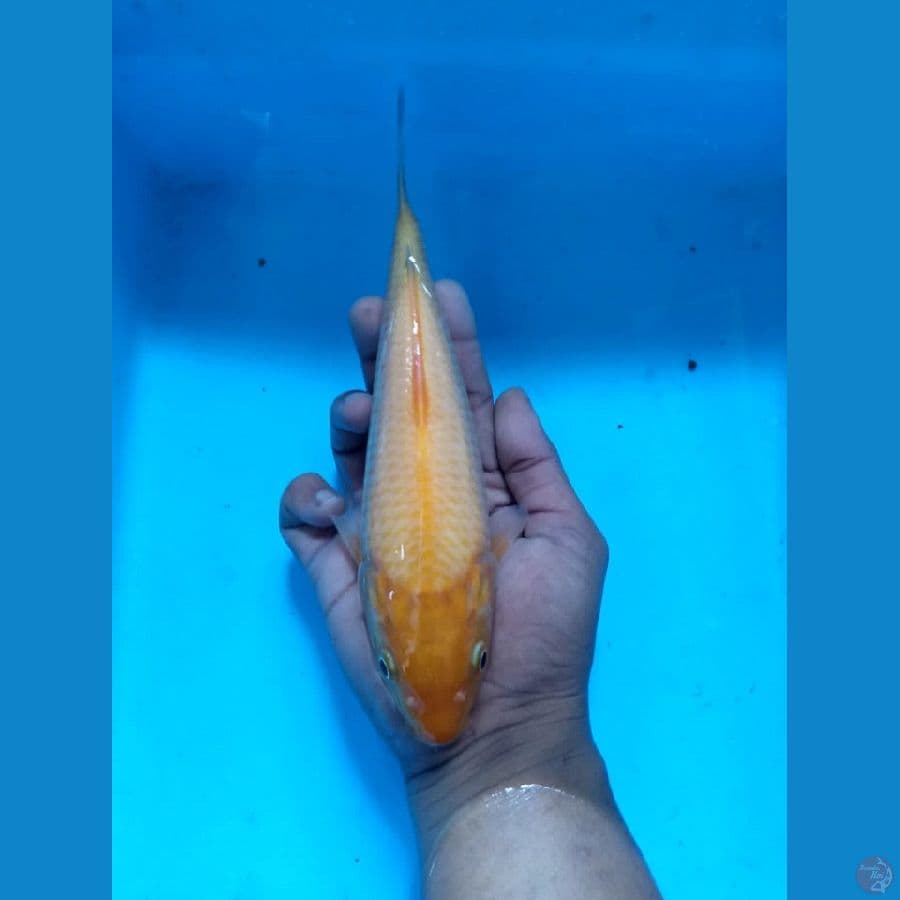 karasi 20 up tidak bocor 