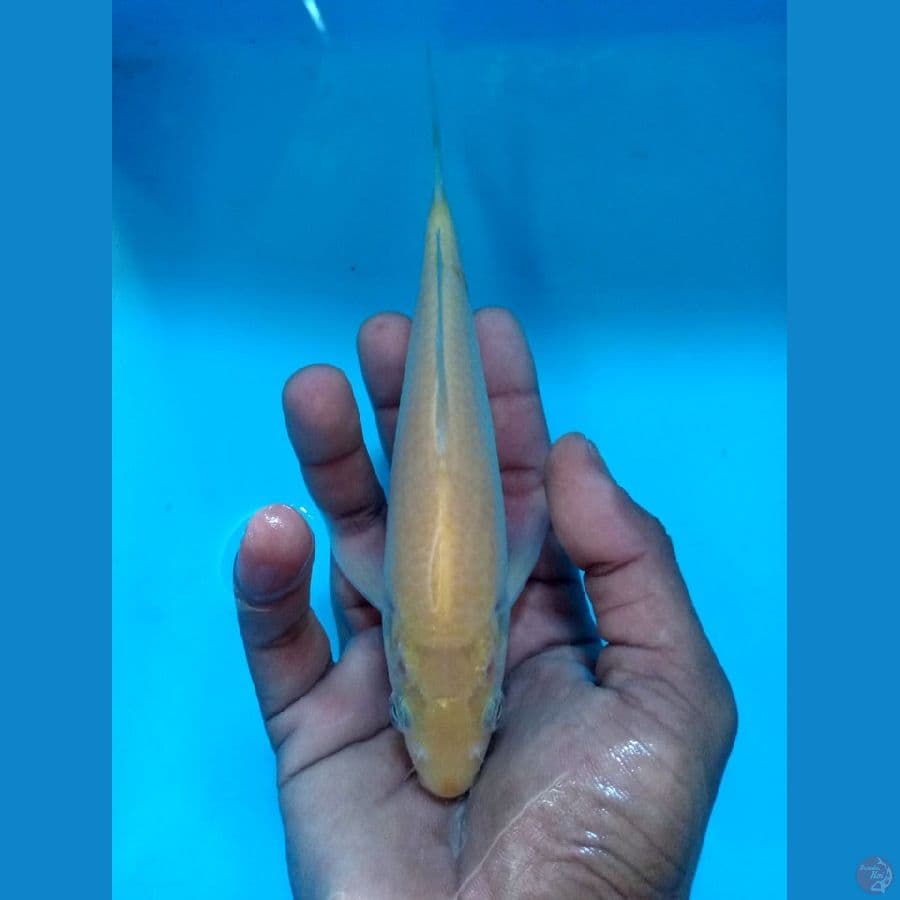 karasi bahan mulus tidak bocor
