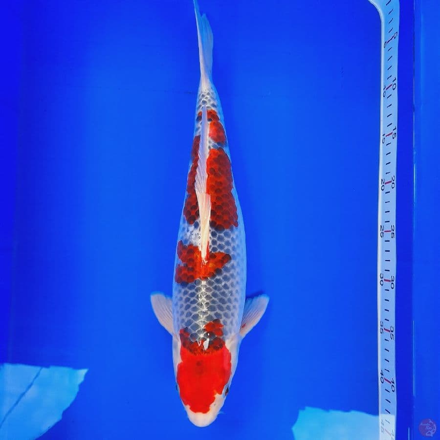goshiki 40cm