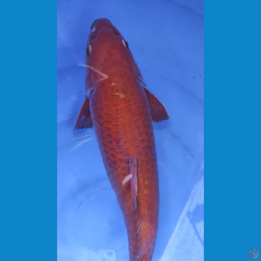 CHAGOI TEMBAGA 42CM