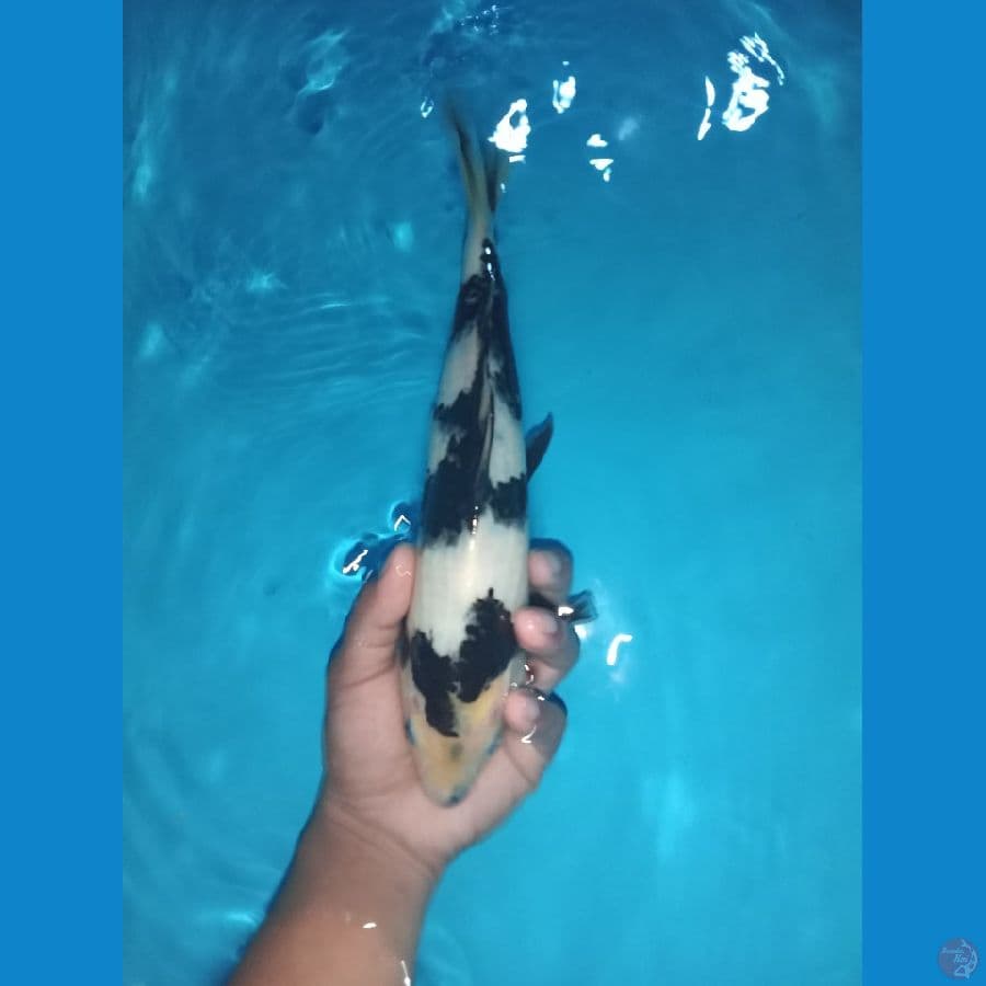 shiro utsuri putih bersih 28cm