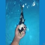 shiro utsuri putih bersih 28cm