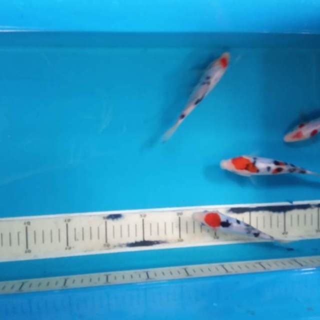 Doitsu Sanke 12-13cm Ori