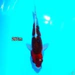 GOSHIKI 26CM