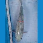 saragoi 35 cm