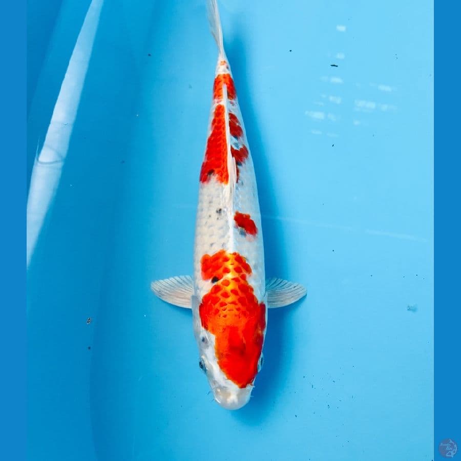 yamato nishiki, male 30 cm