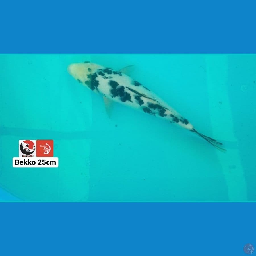 BEKKO 25CM --- CANAYA KOI FARM
