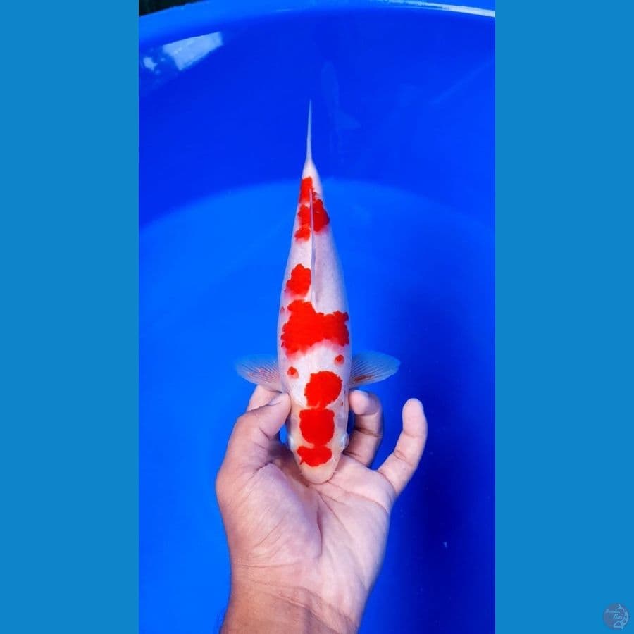 HQ ORIGINAL KOHAKU - 28 CM