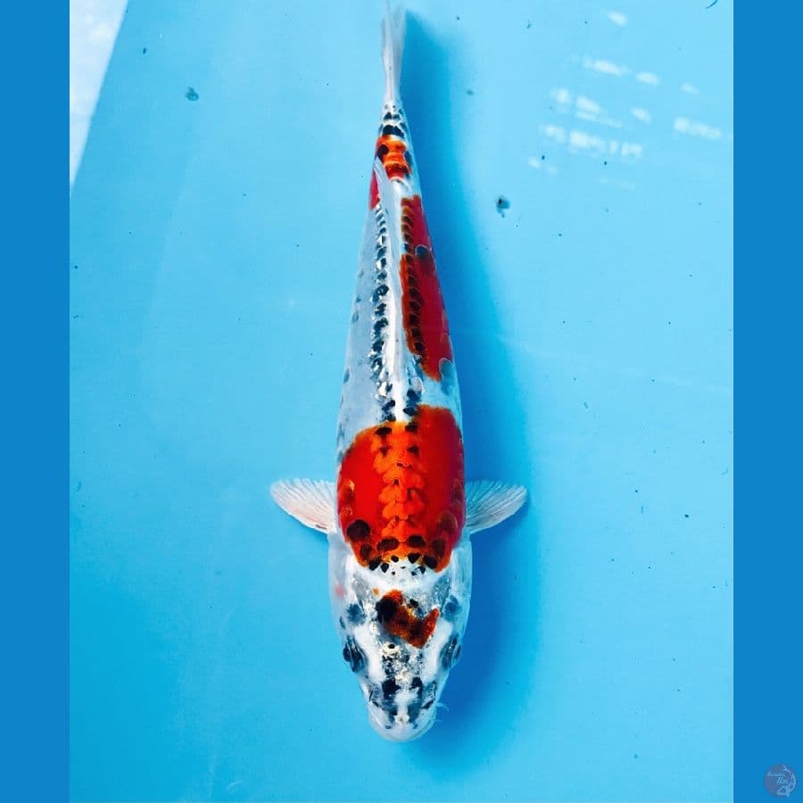 F1 beni kiko, 24 cm