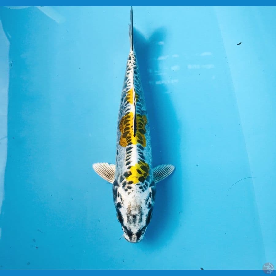 kiko, 25 cm