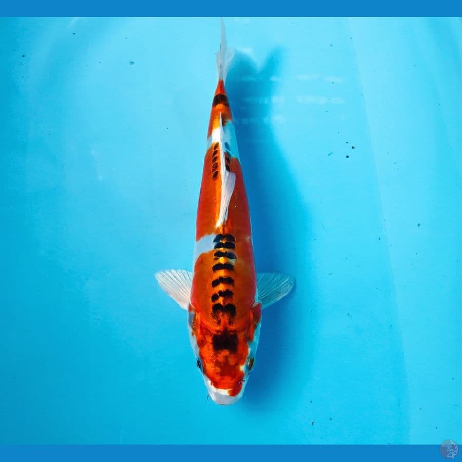 kikokuryu, 22 cm