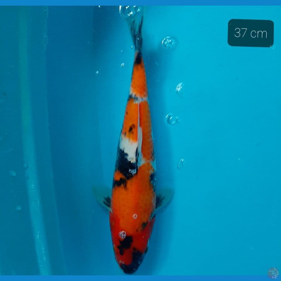showa 37 cm