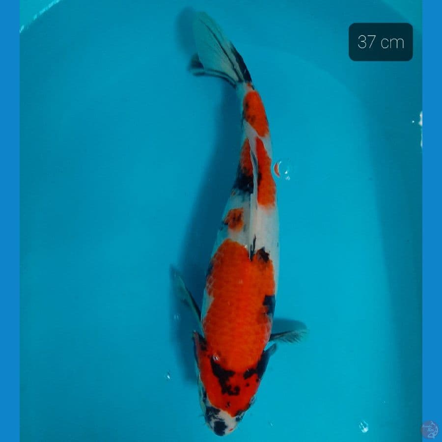 showa 37 cm