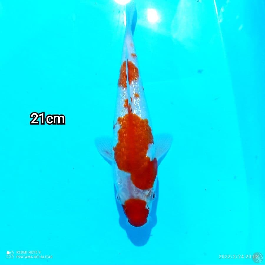 KOHAKU GINDRIN HQ 21CM