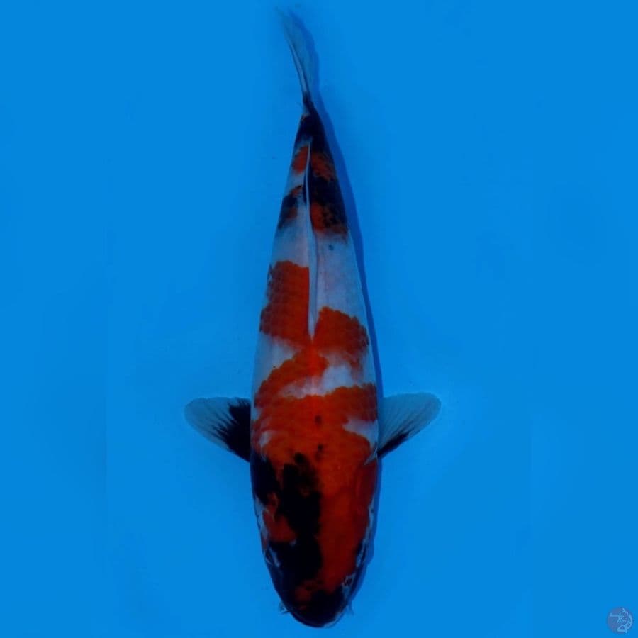 FIX 4 ~ KINDAI SHOWA SUPERSTAR 30CM