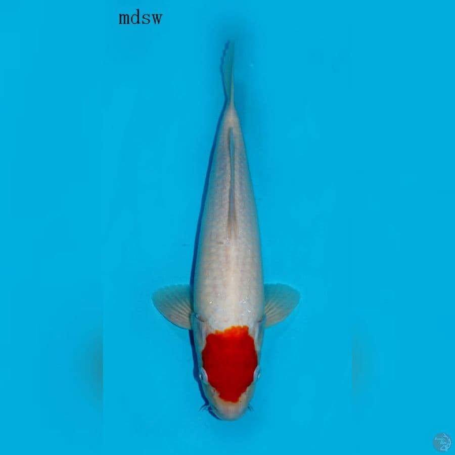 TANCHO KOHAKU ORIGINAL, 37 CM