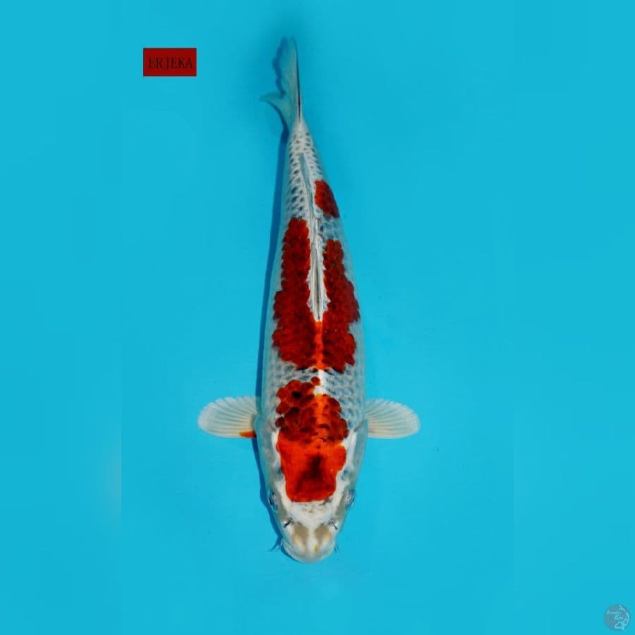 RED KUJAKU, 33 CM