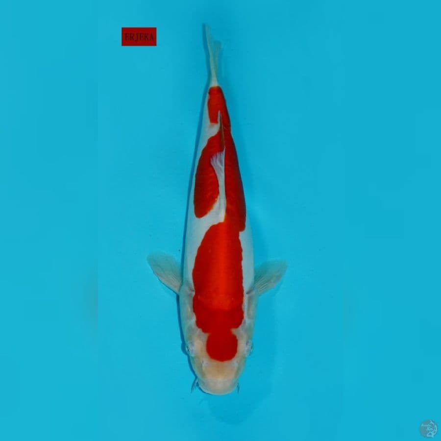 INAZUMA KOHAKU DOITSU, 33 CM