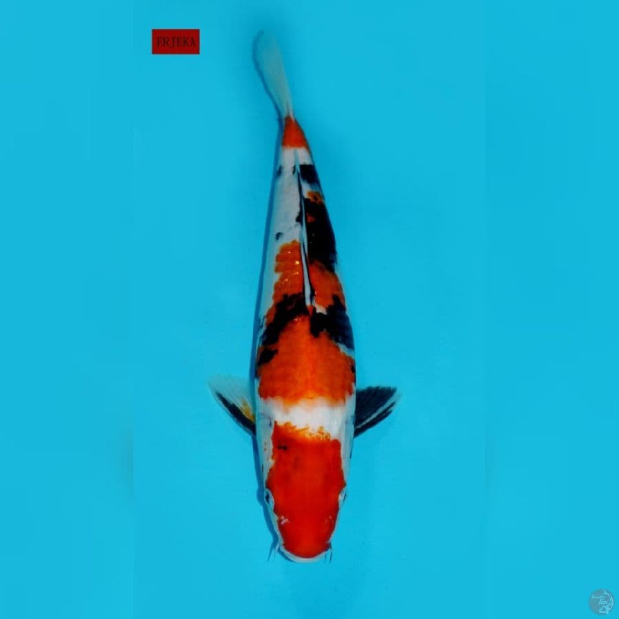 SHOWA YONDAN, 36CM