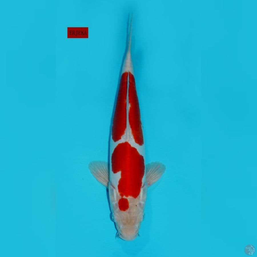 KOHAKU NIDAN DOITSU, 34 CM
