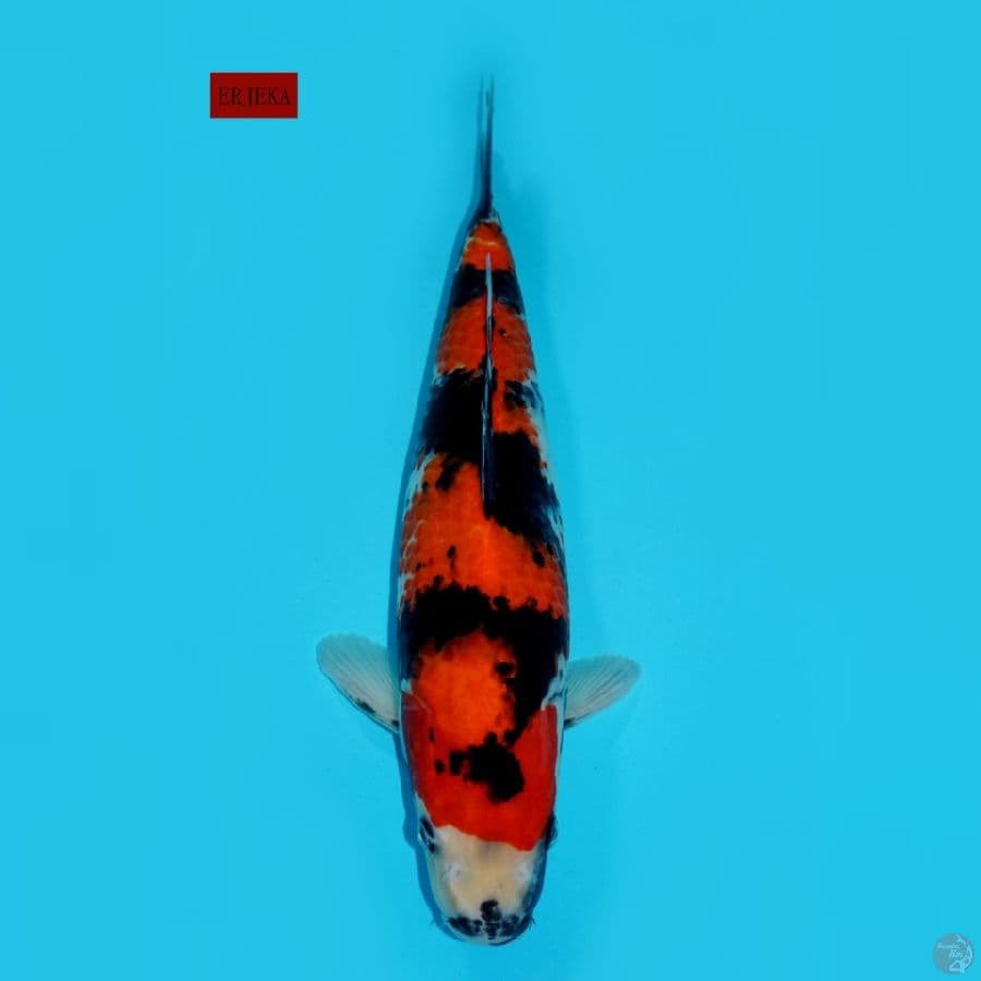 SHOWA YONDAN, 38 CM