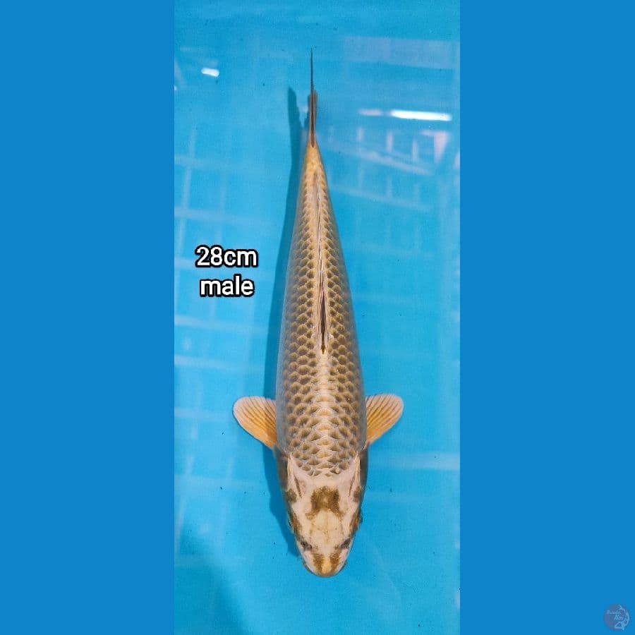 yellow mukasi male 28