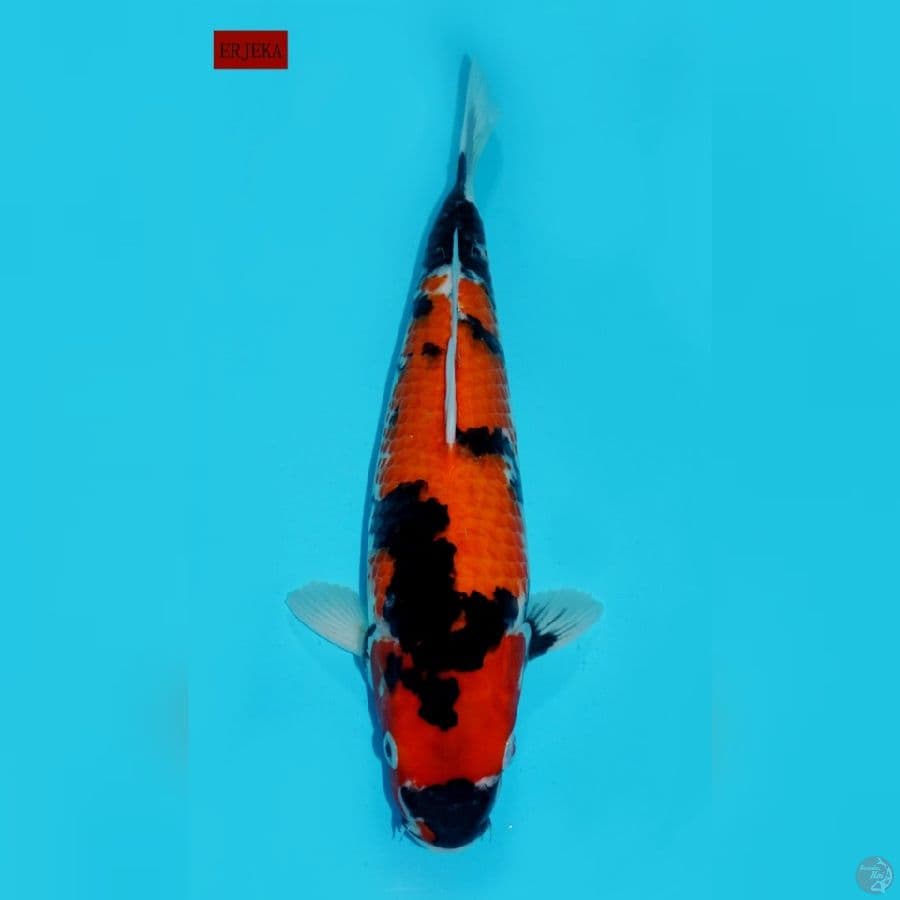 SHOWA, 36 CM