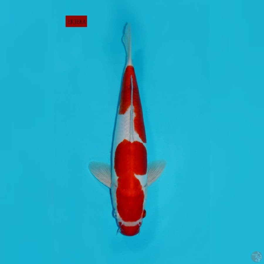 KOHAKU DOITSU, 33 CM