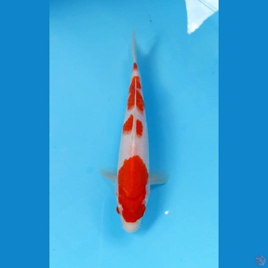 kohaku 24cm