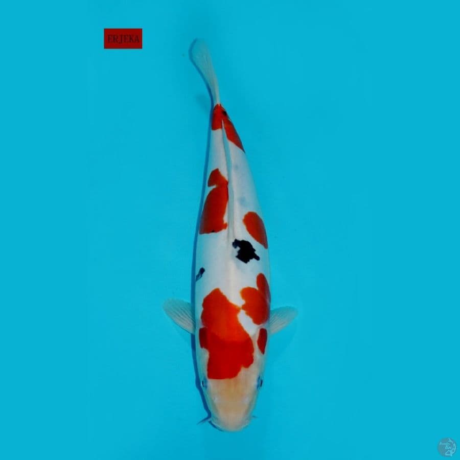 SANKE DOITSU TSUBOSUMI, 35CM