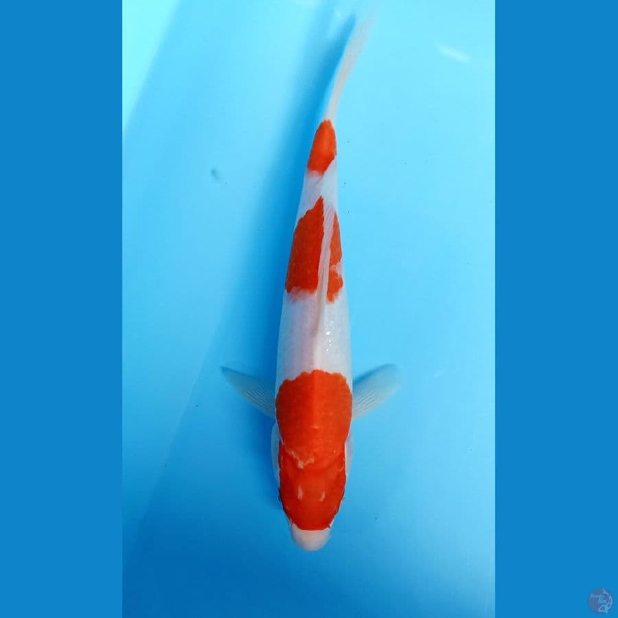 kohaku 24cm