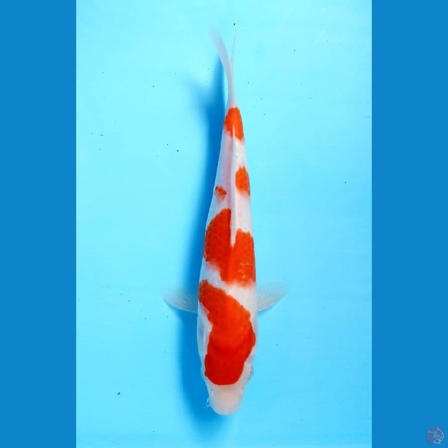 kohau 22cm