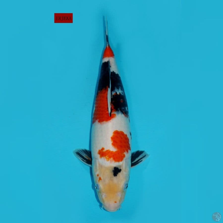 KINDAI SHOWA, 37 CM
